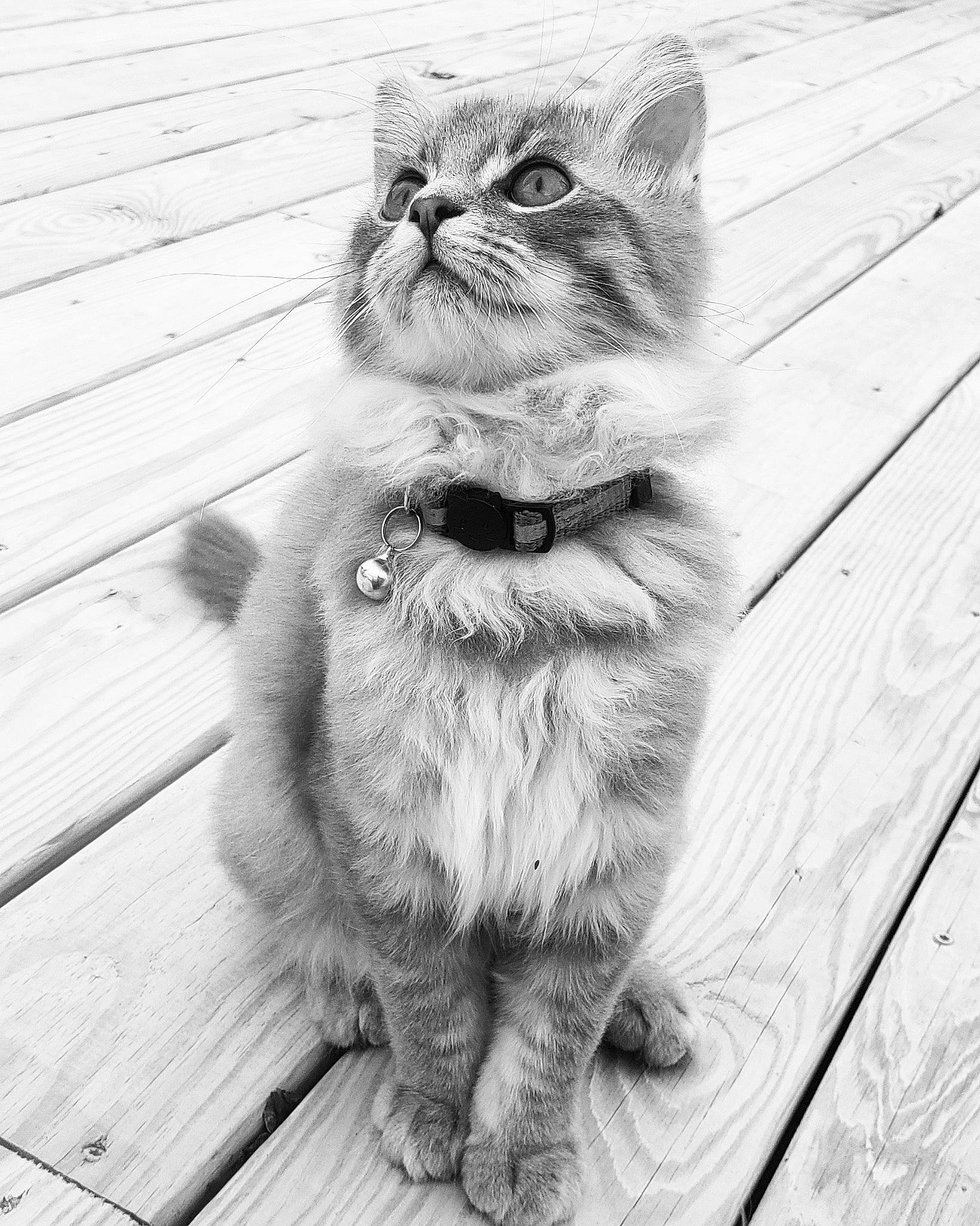 Clyde joined the competition — help win amazing prizes! carnivore, cat, domestic_short_haired_cat, felidae, flooring, fur, grey, hardwood, monochrome, monochrome_photography, paw, plank, sitting, small_to_medium_sized_cats, snout, stock_photography, style, tail, whiskers, wood