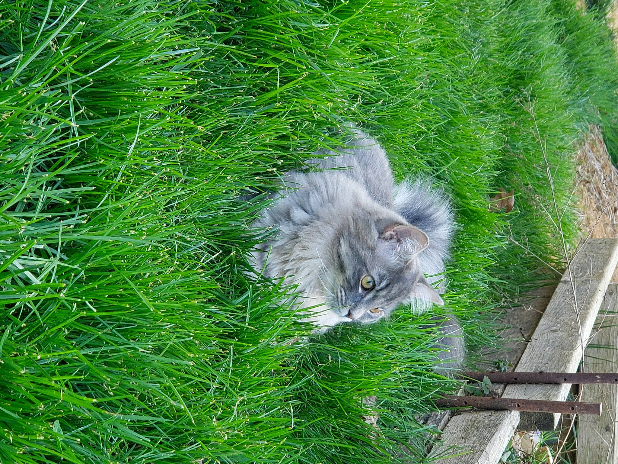 Clyde joined the competition — help win amazing prizes! british_longhair, carnivore, cat, felidae, fur, grass, grass_family, grassland, groundcover, herb, house, plant, poales, small_to_medium_sized_cats, snout, tail, terrestrial_animal, terrestrial_plant, whiskers, wildlife