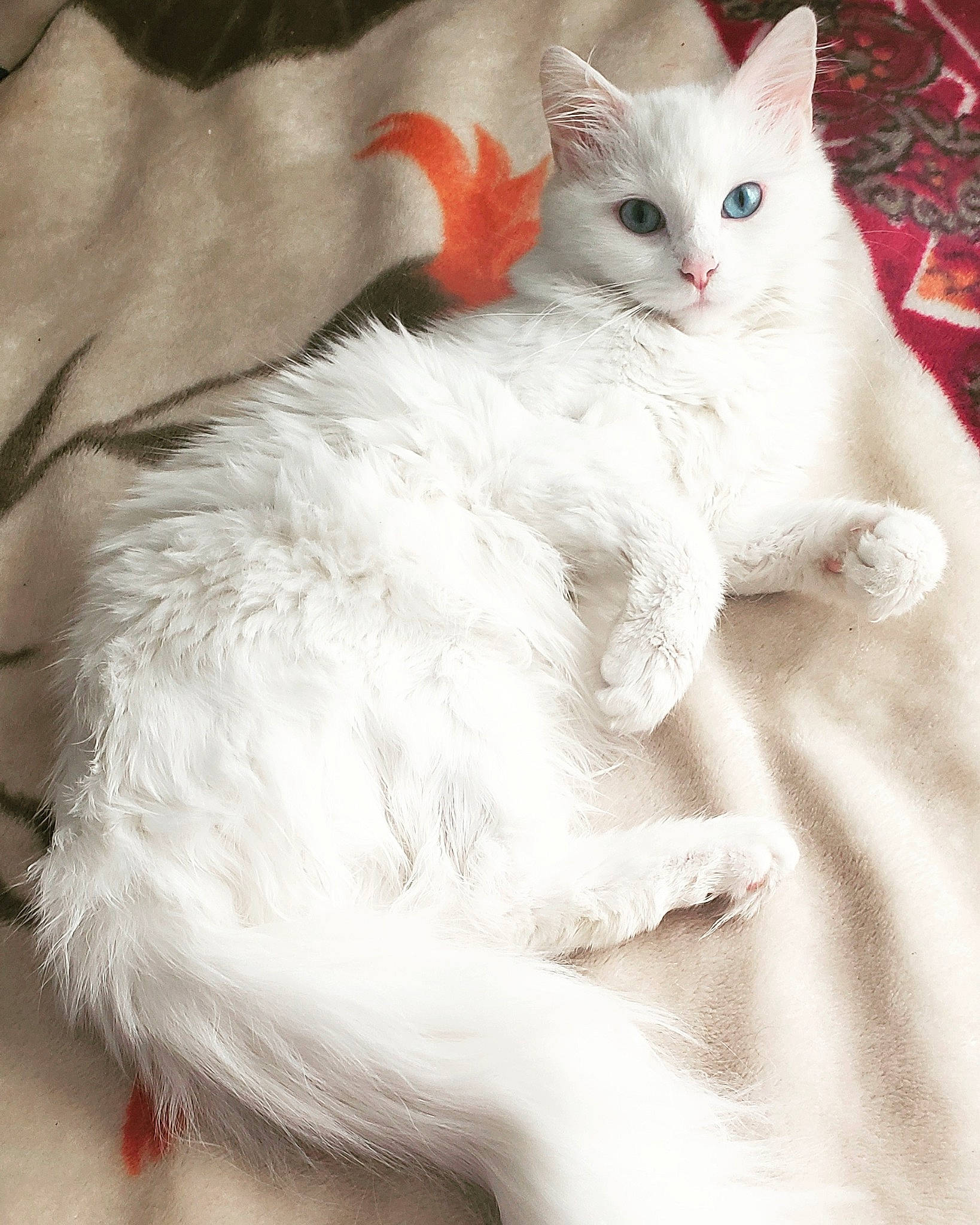 Mimi joined the competition — help win amazing prizes! carnivore, cat, claw, comfort, domestic_short_haired_cat, fawn, felidae, fur, paw, small_to_medium_sized_cats, tail, whiskers