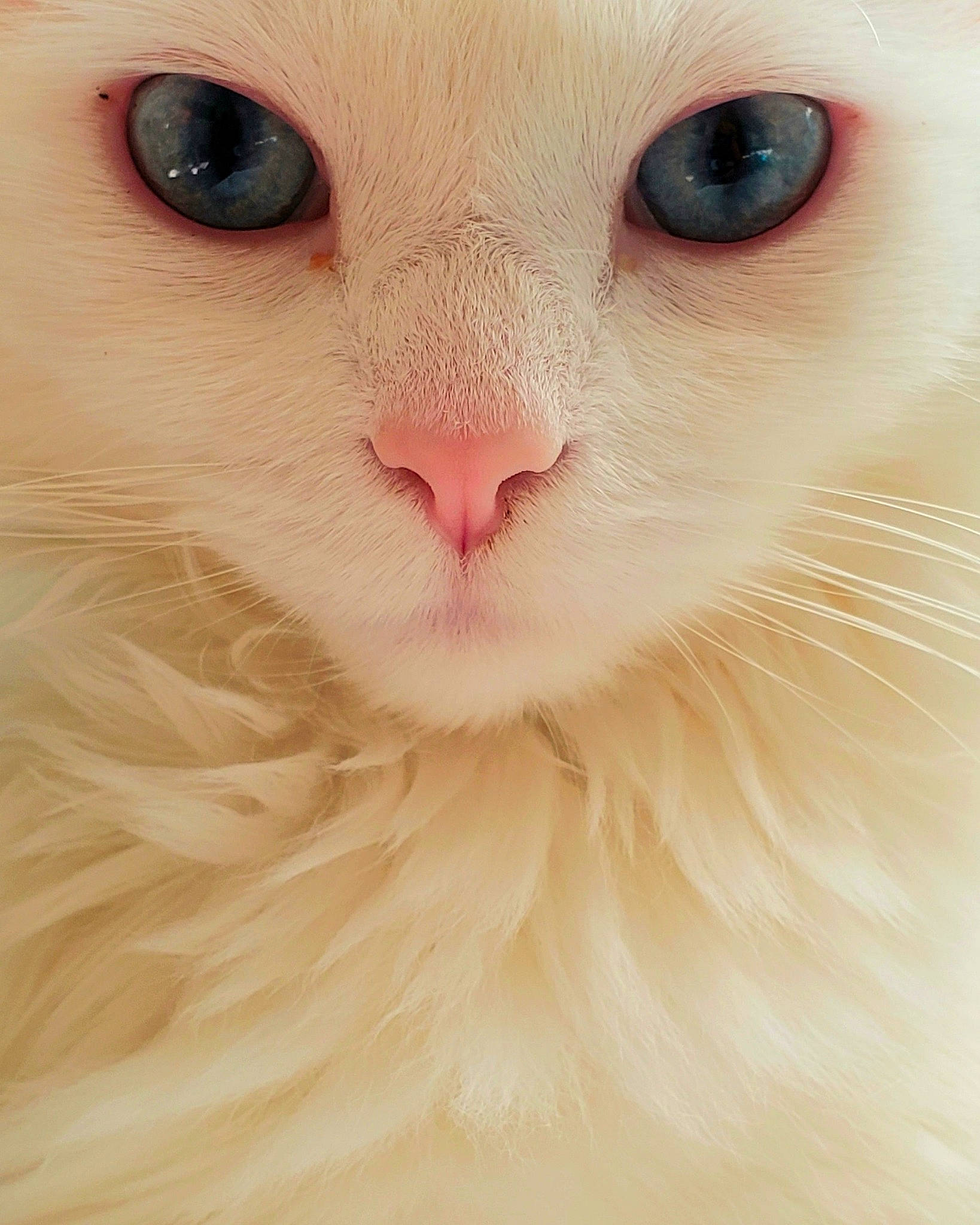 Mimi joined the competition — help win amazing prizes! carnivore, cat, domestic_short_haired_cat, eye, fawn, felidae, fur, head, no_expression, peach, small_to_medium_sized_cats, snout, terrestrial_animal, whiskers, white