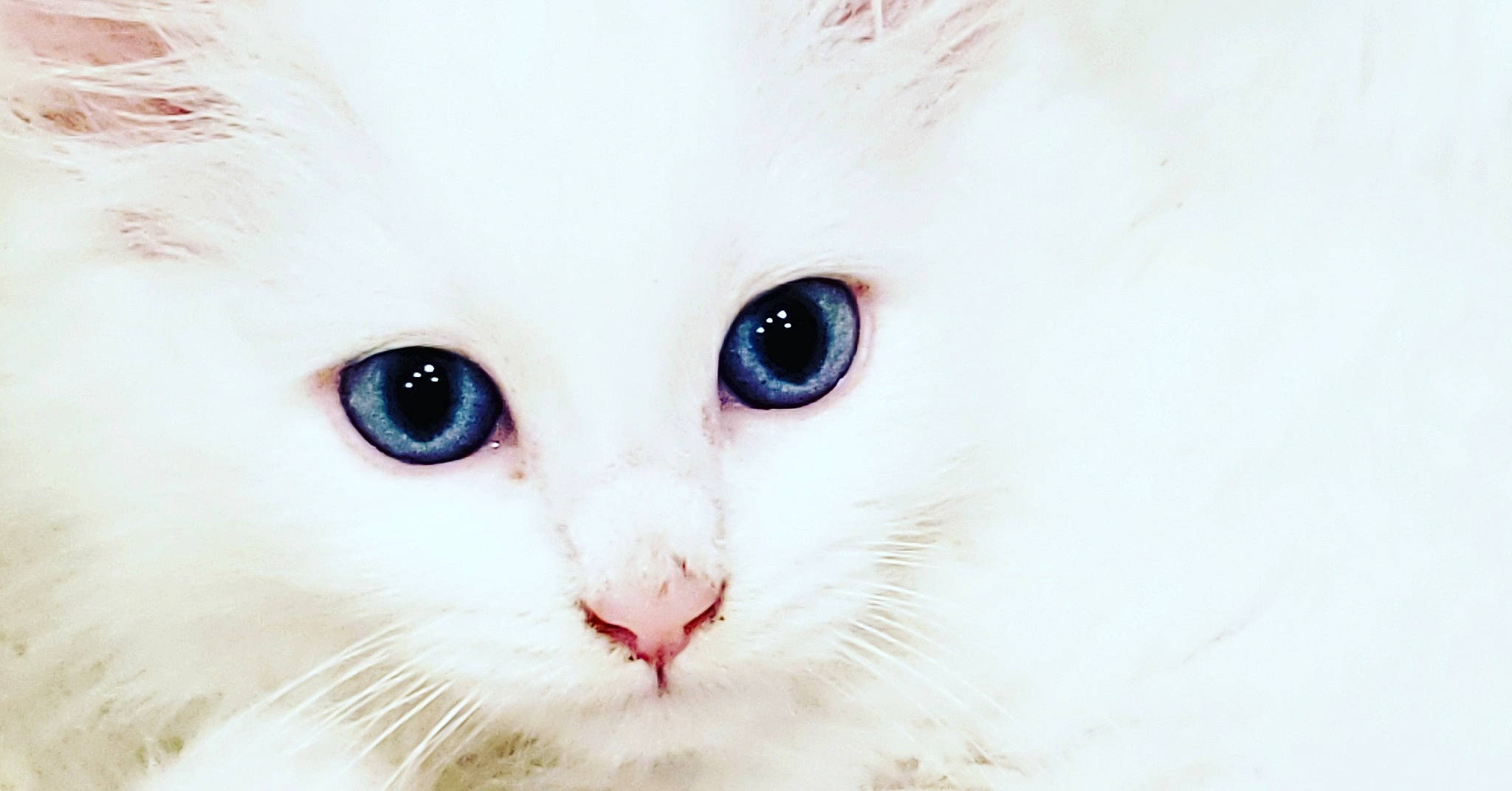 Mimi joined the competition — help win amazing prizes! british_longhair, carnivore, cat, eyelash, fawn, felidae, fur, iris, no_expression, small_to_medium_sized_cats, snout, terrestrial_animal, whiskers