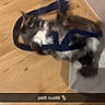 Ulyana a rejoint le concours — aidez-le/la à gagner de superbes lots ! cat, black_and_white_cat, fluffy, feline, pet, animal, lying_down, playing, strap, blue_strap, wooden_floor, indoor, home, furniture, slipper, motion_blur, funny, social_media, text_overlay, portrait_orientation