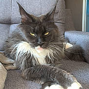 Ulyana a rejoint le concours — aidez-le/la à gagner de superbes lots ! cat, maine_coon, fluffy, long_hair, gray_fur, white_paws, yellow_eyes, whiskers, ear_tufts, sitting, lounging, couch, indoor, pet, portrait, close_up, relaxed, feline, fur, home