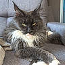 cat, maine_coon, fluffy, long_hair, gray_fur, white_paws, yellow_eyes, whiskers, ear_tufts, sitting, lounging, couch, indoor, pet, portrait, close_up, relaxed, feline, fur, home