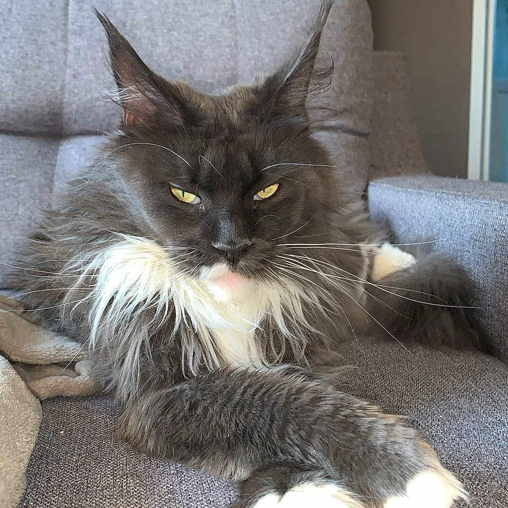 Ulyana a rejoint le concours — aidez-le/la à gagner de superbes lots ! cat, maine_coon, fluffy, long_hair, gray_fur, white_paws, yellow_eyes, whiskers, ear_tufts, sitting, lounging, couch, indoor, pet, portrait, close_up, relaxed, feline, fur, home