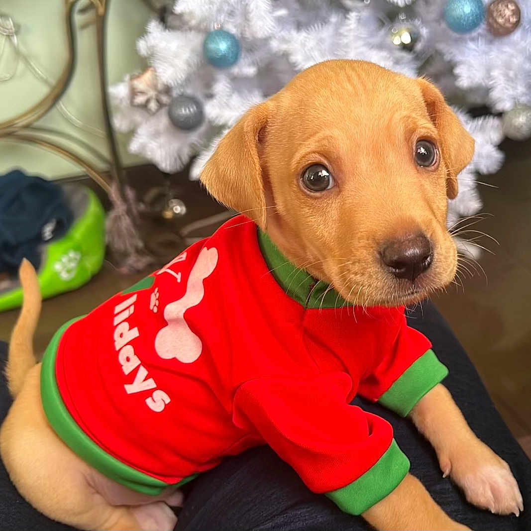 Tj Avila Espinoza joined the competition — help win amazing prizes! animal, brown_dog, christmas, christmas_tree, closeup, cute, decorations, dog, eyes, festive, fur, holiday, holiday_clothing, indoor, ornaments, pet, puppy, small_dog, sweater, young_dog
