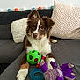 Ohana participe au concours pour gagner de l'argent avec cette photo : australian_shepherd, border_collie, canidae, carnivore, companion_dog, dog, dog_breed, dog_toy, fawn, mammal, miniature_australian_shepherd, puppy, rare_breed_dog, sporting_group, vertebrate, working_dog