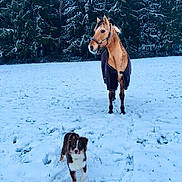 Ohana a rejoint le concours — aidez-le/la à gagner de superbes lots ! canidae, carnivore, dog, dog_breed, horse, mammal, mane, mustang_horse, sky, snow, tree, vertebrate, winter