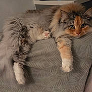 Pearl is registered to the contest to win money with this photo: blanket, cat, closeup, cozy, ears, eyes, feline, fluffy, furniture, home, indoor, long_fur, lounging, mammal, paw, pet, portrait, resting, tail, whiskers