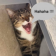 Ares a rejoint le concours — aidez-le/la à gagner de superbes lots ! cat, tabby_cat, yawning, open_mouth, teeth, tongue, whiskers, fur, striped_fur, pet, animal, close_up, portrait, funny, speech_bubble, text_overlay, indoor, seated, sleepy, dramatic