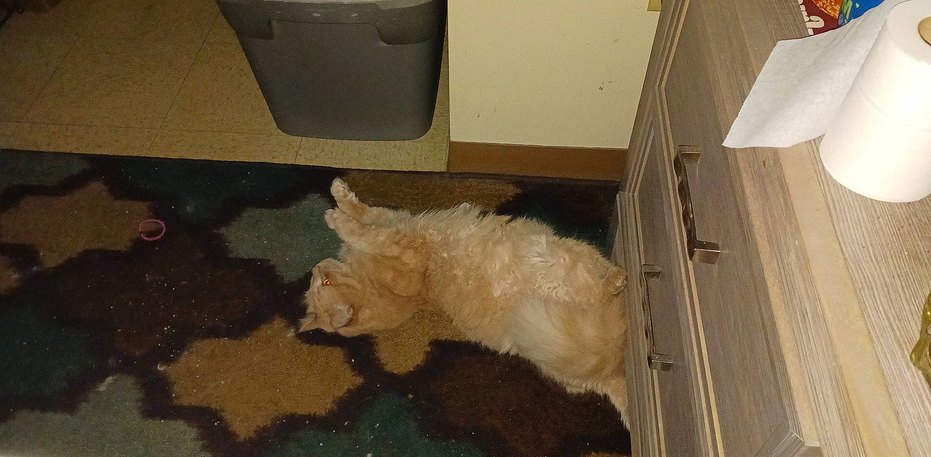 Bubba is registered to the contest to win money with this photo: canidae, carnivore, companion_dog, dog, dog_breed, dog_supply, fawn, floor, flooring, fur, hardwood, pet_supply, sporting_group, tail, terrier, toy_dog, waste_container, water_dog, wood, working_animal