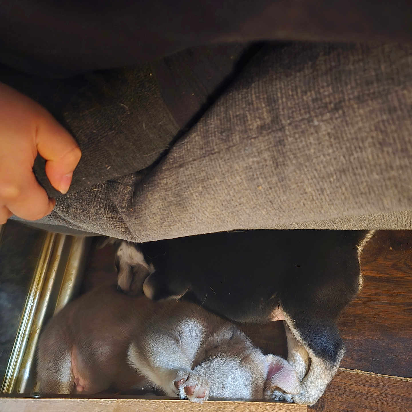 Ace joined the competition — help win amazing prizes! animal, black_dog, brown_dog, chair, cozy, cute, dog, fabric, floor, fur, hand, indoors, napping, paw, pet, puppy, resting, shoe, sleeping, wooden_floor