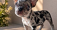 Dior joined the competition — help win amazing prizes! puppy, dog, french_bulldog, merle, blue_eyes, ears, pet, animal, standing, sunlight, shadow, stone_surface, outdoor, flowers, greenery, curious, close_up, young, cute, portrait