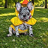 dog, puppy, french_bulldog, yellow_raincoat, costume, outdoor, grass, flowers, greenery, trees, nature, cute, pet, animal, portrait, sunlight, summer, park, canine, sitting