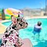 french_bulldog, puppy, dog, pink_dress, swimming_pool, person, child, blue_sky, sunny, outdoor, water, blurred_background, colorful, pool_float, summer, pet, animal, cute, sitting, portrait