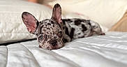 Dior is registered to the contest to win money with this photo: animal, background, bed, blurred_background, closeup, companionship, cozy, cute, dog, ears, focus, indoor, lying_down, person, pet, portrait, puppy, relaxed, speckled, white_bedspread