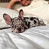 puppy, dog, bed, white_bedspread, cute, ears, lying_down, indoor, person, relaxed, background, closeup, pet, animal, focus, blurred_background, speckled, portrait, companionship, cozy