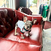 Dior is registered to the contest to win money with this photo: french_bulldog, puppy, dog, white_shirt, red_leather_couch, indoor, window, blurred_background, ears, curious, pet, animal, standing, small, cute, spot_pattern, cozy, clothing, living_room, floor