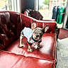 french_bulldog, puppy, dog, white_shirt, red_leather_couch, indoor, window, blurred_background, ears, curious, pet, animal, standing, small, cute, spot_pattern, cozy, clothing, living_room, floor