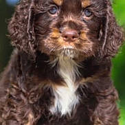 Maggie joined the competition — help win amazing prizes! puppy, dog, bow, brown_fur, white_patch, curly_fur, outdoor, pet, cute, animal, small_dog, portrait, nature, green_background, fur, adorable, sitting, young_dog, fluffy, close_up