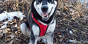Anubis joined the competition — help win amazing prizes! dog, husky, animal, outdoor, snow, river, winter, leaf_litter, tree, nature, canine, pet, sitting, happy, red_harness, grass, bare_tree, water, smiling, heterochromia