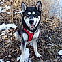 dog, husky, animal, outdoor, snow, river, winter, leaf_litter, tree, nature, canine, pet, sitting, happy, red_harness, grass, bare_tree, water, smiling, heterochromia