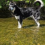 Anubis joined the competition — help win amazing prizes! dog, black_and_white, water, stream, nature, outdoor, greenery, sunlight, animal, pet, canine, fur, tail, standing, shallow_water, riverbed, leafy, daytime, wildlife, scenic