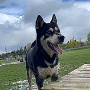 Anubis joined the competition — help win amazing prizes! dog, husky, animal, outdoor, park, grass, wooden_platform, muddy, tongue_out, blue_eyes, cloudy_sky, nature, pet, canine, playful, fence, trees, daytime, mud, excited