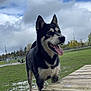 dog, husky, animal, outdoor, park, grass, wooden_platform, muddy, tongue_out, blue_eyes, cloudy_sky, nature, pet, canine, playful, fence, trees, daytime, mud, excited