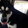 Anubis joined the competition — help win amazing prizes! dog, siberian_husky, tongue_out, blue_eye, brown_eye, car_interior, window, trees, parked_cars, black_and_white_fur, pet, animal, close_up, playful, canine, inside_car, seat, sunlight, daytime, ears