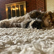 Frankie joined the competition — help win amazing prizes! cat, sleeping, fluffy, carpet, indoor, cozy, relaxed, feline, fur, home, fireplace, decor, mammal, pet, resting, closeup, soft, comfort, animal, whiskers