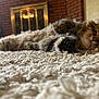 cat, sleeping, fluffy, carpet, indoor, cozy, relaxed, feline, fur, home, fireplace, decor, mammal, pet, resting, closeup, soft, comfort, animal, whiskers