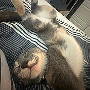 Pepper is registered to the contest to win money with this photo: cat, sleeping, bed, striped_bedspread, feline, relaxed, nap, indoor, pet, whiskers, gray_fur, white_fur, cozy, comfort, resting, cute, animal, fur, closeup, domestic