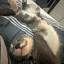 cat, sleeping, bed, striped_bedspread, feline, relaxed, nap, indoor, pet, whiskers, gray_fur, white_fur, cozy, comfort, resting, cute, animal, fur, closeup, domestic