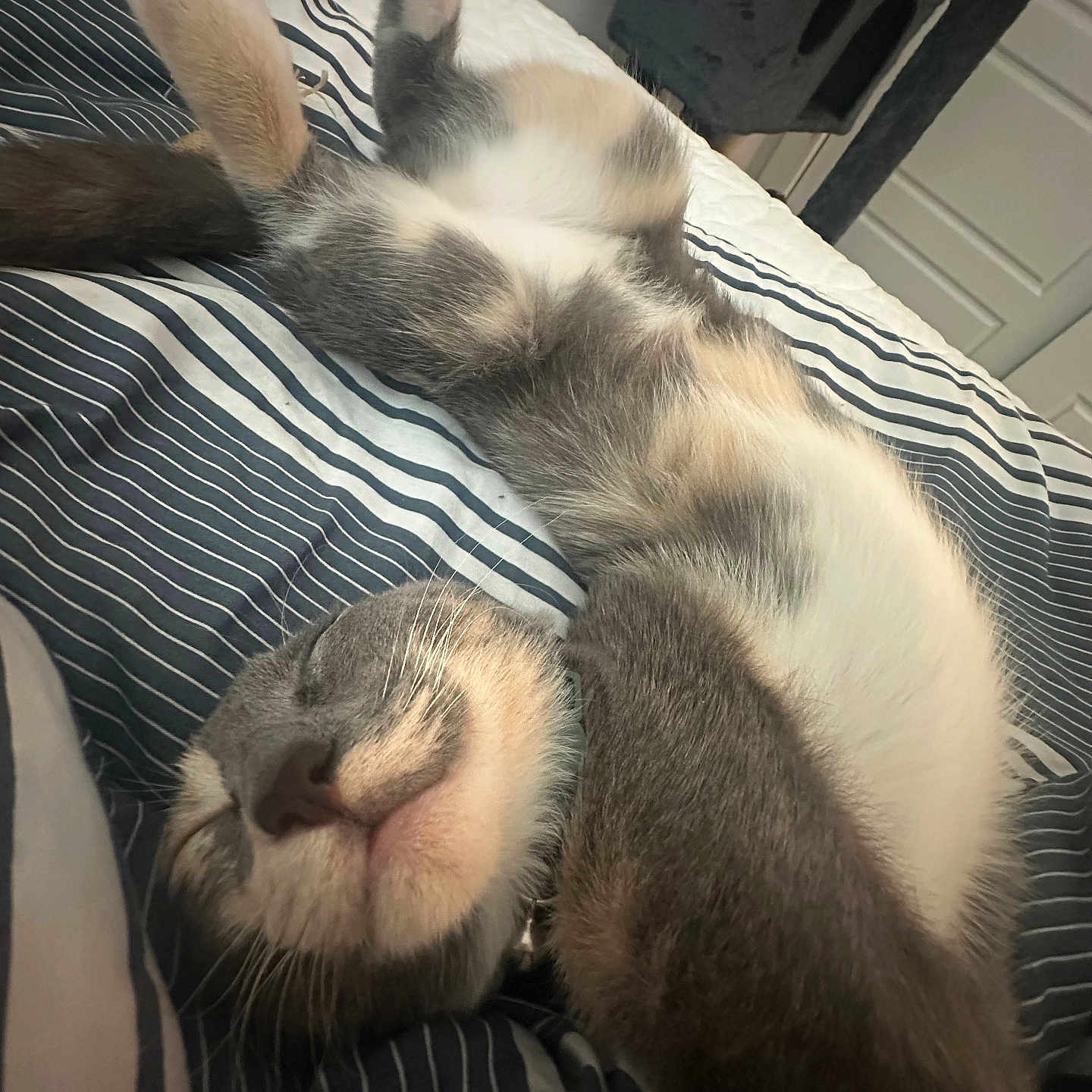 Pepper is registered to the contest to win money with this photo: animal, bed, cat, closeup, comfort, cozy, cute, domestic, feline, fur, gray_fur, indoor, nap, pet, relaxed, resting, sleeping, striped_bedspread, whiskers, white_fur