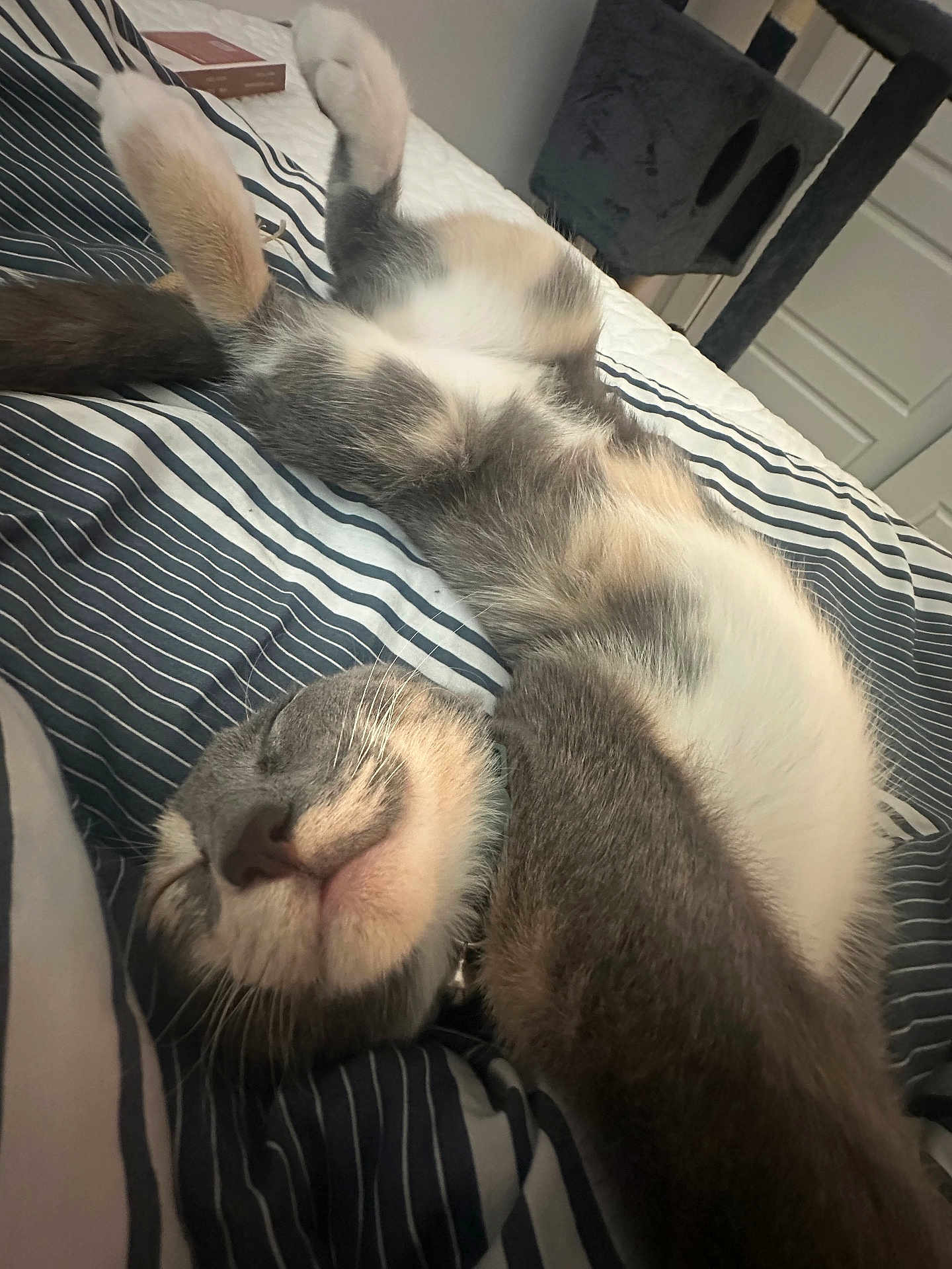 Pepper