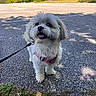 Sassy is registered to the contest to win money with this photo: dog, small_dog, fluffy, white_fur, pink_harness, leash, pet, canine, standing, open_mouth, happy, outdoor, pavement, road, trees, park, sunlight, shadows, portrait, animal