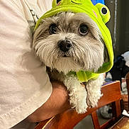 Sassy is registered to the contest to win money with this photo: dog, small_dog, fluffy, white_fur, frog_hat, costume, pet, portrait, close_up, adorable, cute, large_eyes, black_nose, facial_hair, being_held, person, wooden_chair, table, indoor, photography