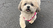 Sassy joined the competition — help win amazing prizes! dog, puppy, small_dog, fluffy, shih_tzu, white_fur, brown_fur, pink_harness, leash, open_mouth, happy, looking_at_camera, portrait, outdoor, parking_lot, asphalt, pavement, road, daylight, pet