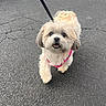 dog, puppy, small_dog, fluffy, shih_tzu, white_fur, brown_fur, pink_harness, leash, open_mouth, happy, looking_at_camera, portrait, outdoor, parking_lot, asphalt, pavement, road, daylight, pet