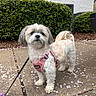 Sassy joined the competition — help win amazing prizes! dog, small_dog, shih_tzu, pet, animal, fluffy, white_fur, gray_fur, pink_harness, leash, outdoor, sidewalk, hedge, brick_wall, house, window, flower_petals, portrait, standing, cute
