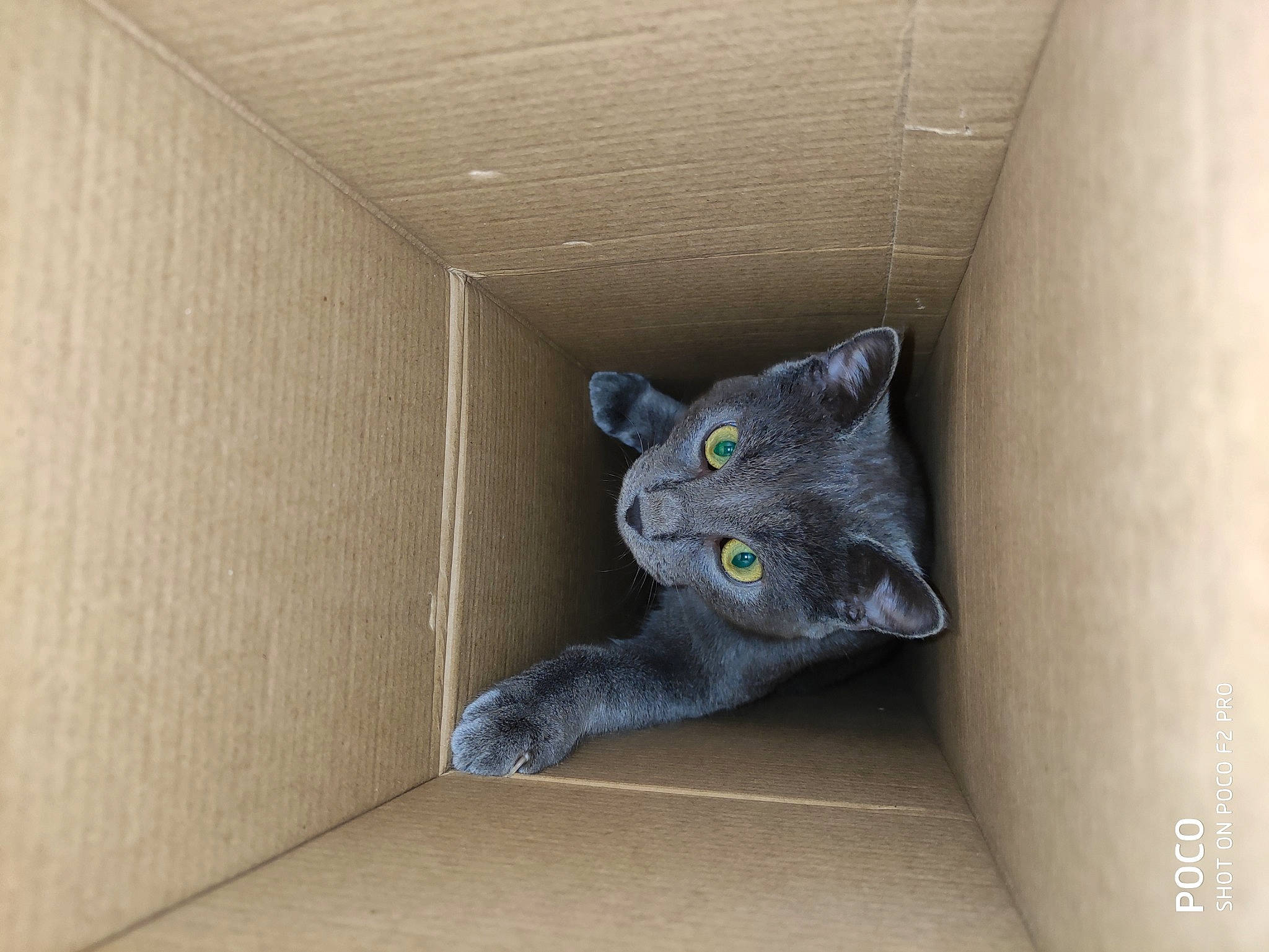 Balthazar a rejoint le concours — aidez-le/la à gagner de superbes lots ! art, bed, black_cat, carnivore, cat, cat_supply, comfort, couch, domestic_short_haired_cat, felidae, flooring, fur, grey, russian_blue, small_to_medium_sized_cats, snout, tail, whiskers, window, wood