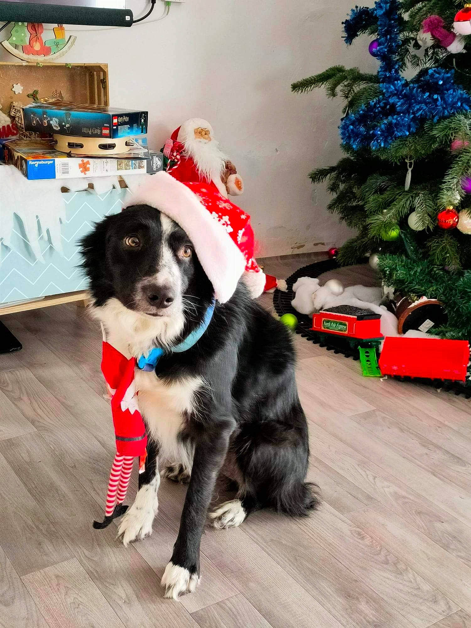 Rambo participe au concours pour gagner de l'argent avec cette photo : bookcase, carnivore, christmas_eve, christmas_tree, collar, companion_dog, conifer, dog, dog_breed, event, flooring, fur, hardwood, holiday, living_room, plant, shelf, tail, toy, wood