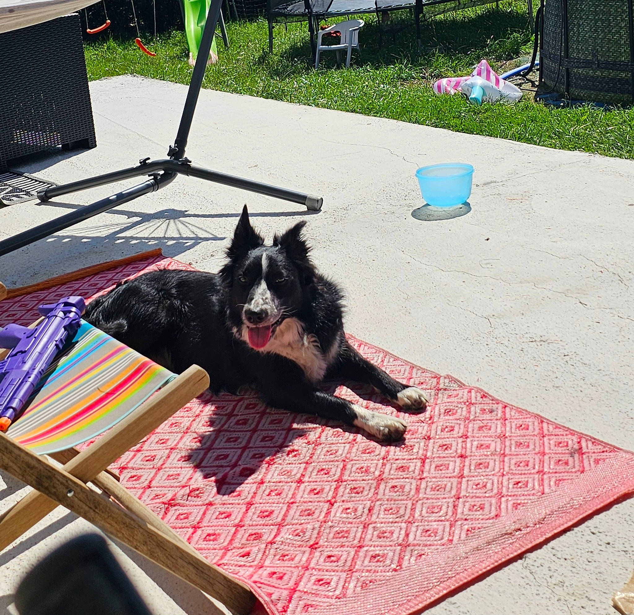 Rambo a rejoint le concours — aidez-le/la à gagner de superbes lots ! carnivore, chair, collar, companion_dog, dog, dog_breed, felidae, floor, flooring, fur, grass, leash, outdoor_furniture, plant, road_surface, shadow, sidewalk, small_to_medium_sized_cats, sporting_group, tail