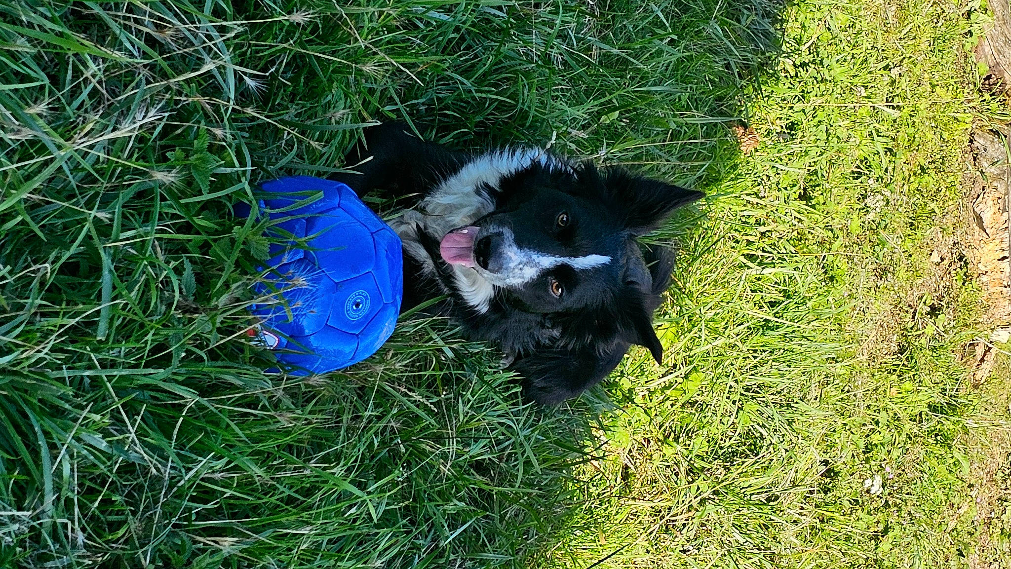 Rambo participe au concours pour gagner de l'argent avec cette photo : canidae, carnivore, companion_dog, dog, dog_breed, dog_supply, electric_blue, fur, grass, grassland, groundcover, herding_dog, plant, sporting_group, tail, working_animal, working_dog