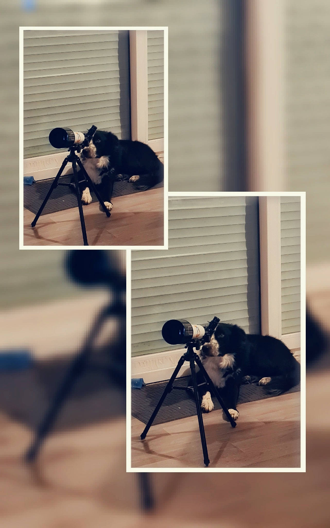 Rambo a rejoint le concours — aidez-le/la à gagner de superbes lots ! camera, camera_accessory, camera_lens, cameras_optics, film_camera, flash_photography, font, lens, metal, optical_instrument, photograph, plant, room, shadow, snapshot, still_life_photography, stock_photography, tripod, visual_arts, window