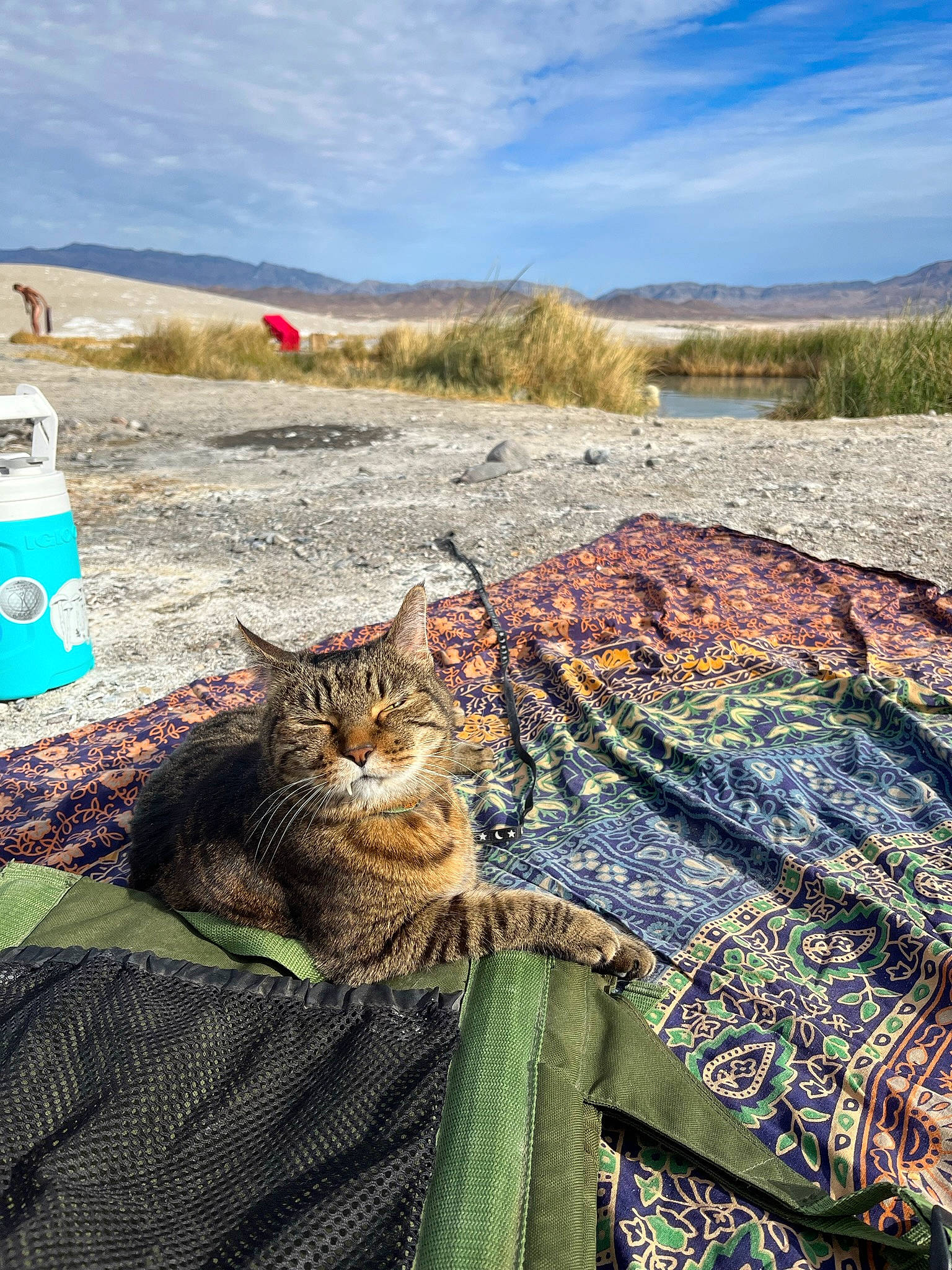 Gidget is registered to the contest to win money with this photo: carnivore, cat, cloud, domestic_short_haired_cat, fawn, felidae, fur, grass, grassland, horizon, landscape, plant, sand, sky, small_to_medium_sized_cats, soil, terrestrial_animal, whiskers, wildlife, wood