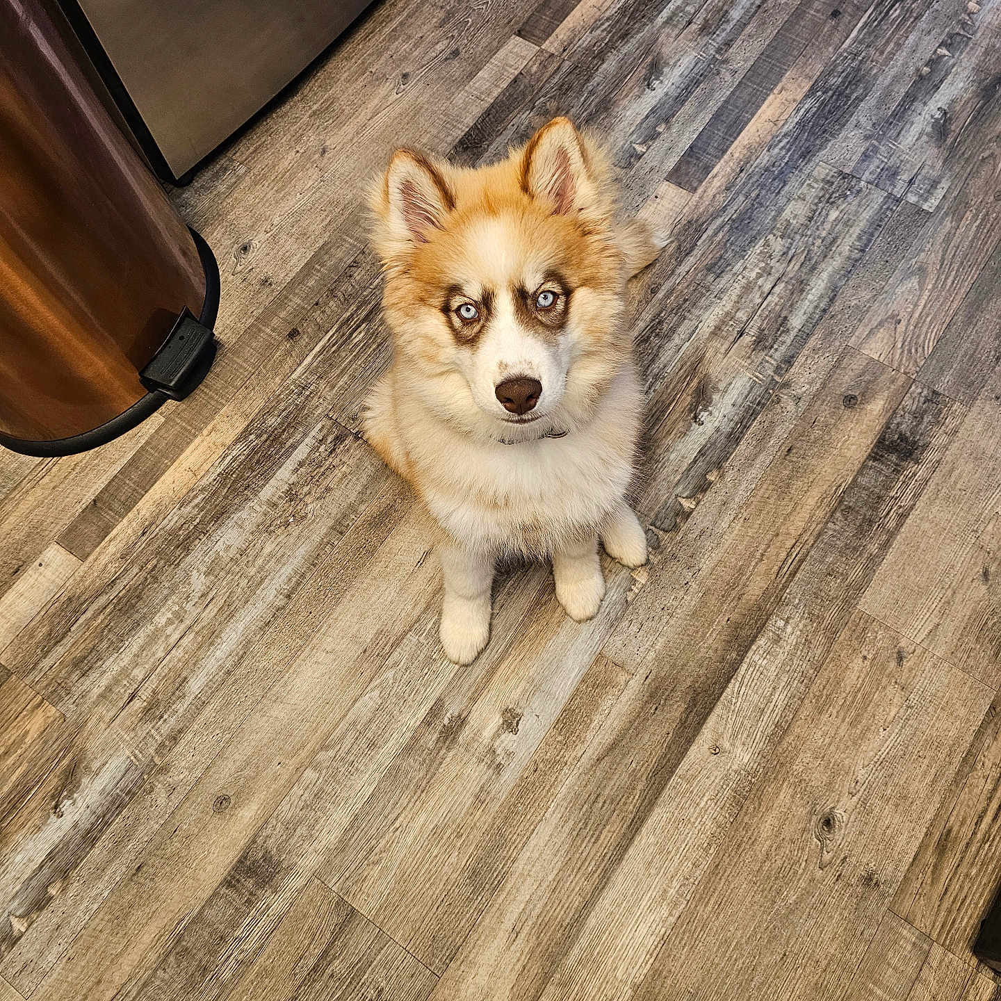 Yogi Crank is registered to the contest to win money with this photo: animal, appliance, blue_eyes, brown_white_fur, companion, curious, dog, domestic, flooring, fluffy, home, indoor, kitchen, looking_up, pet, puppy, sitting, slippers, trash_can, wooden_floor