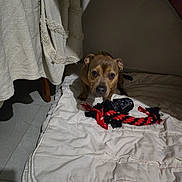 Roby participe au concours pour gagner de l'argent avec cette photo : accessories, animal, bed, bedroom, blanket, bulldog, canine, clothing, couch, dog, footwear, furniture, homedecor, hound, linen, pet, puppy, shoe, strap, terrier