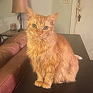 Pasta is registered to the contest to win money with this photo: cat, orange_cat, feline, pet, indoor, table, fur, sitting, curious, leather_couch, lamp, door, home, cozy, animal, whiskers, ears, eyes, furniture, houseplant